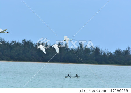 Miyakojima / Kurotsuruherasagi飛行 Miyakojima / Kurotsuruherasagi飛行 37196989