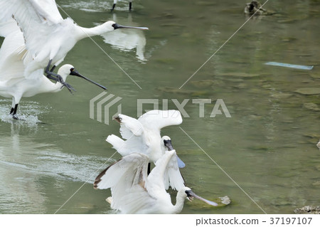 Miyakojima / Kurotsuruherasagi flying 37197107