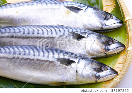 咸鯖魚 37197255