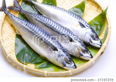 咸鯖魚 37197259