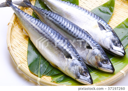 咸鯖魚 37197260