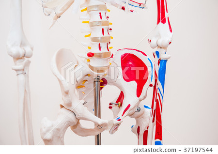 Close up human model pelvis skeleton model. 37197544