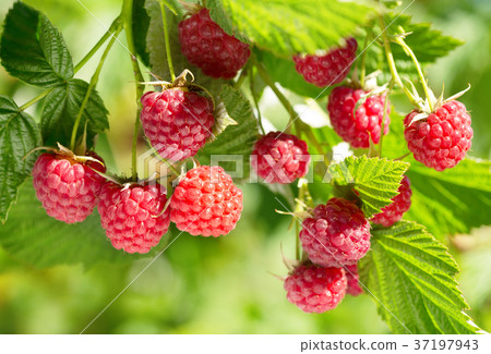branch of ripe raspberries branch of ripe raspberries 37197943