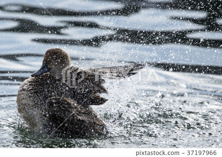 拍打禿鷹 拍打禿鷹 37197966