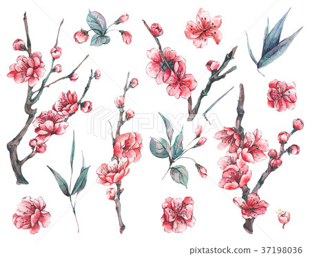 Set of watercolor spring blooming floral elements 37198036