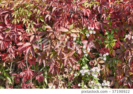Parthenocissus facility henryana laetevirens  37198922