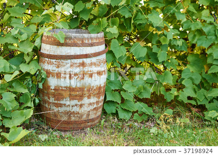 old wine barrel in the vine old wine barrel in the vine 37198924