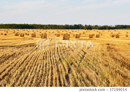 haystacks straw left after harvesting wheat 37199014