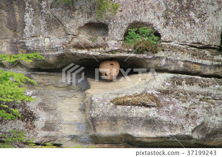 A beehive of the Fukushima Tower 37199243