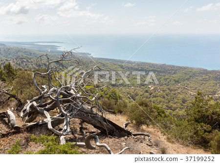 Dried branches of fallen pine tree in coastal Dried branches of fallen pine tree in coastal 37199252