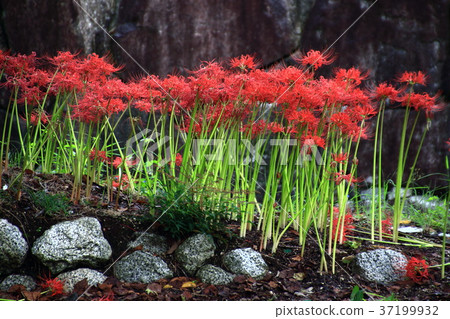 法力薩薩群集阿瑪麗利斯小組射擊用石頭 37199932