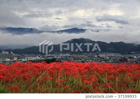 Kujyoji的群集孤挺花 37199933