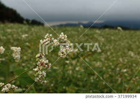 蕎麥麵奈良縣 37199934