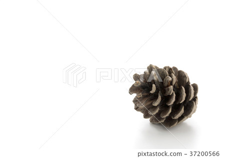 Matsubokuri 37200566