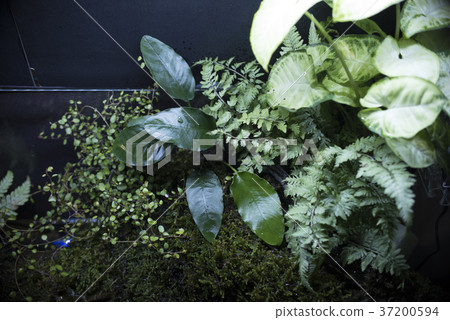 Aqua terrarium image 37200594