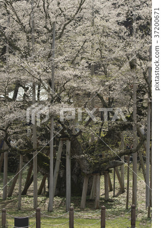 Awasumisakura Awasumisakura 37200671