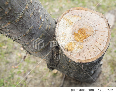 Cherry stump stumps 37200686