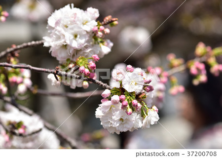 Osaka Mint Cherry blossoms passing by Osaka Mint Cherry blossoms passing by 37200708