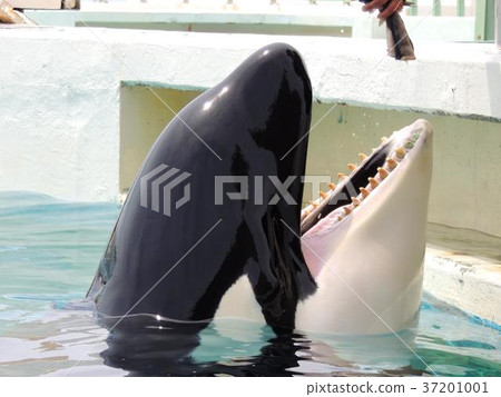 Orca獲得獎勵 37201001