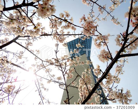 Iwaki Marine Tower and Cherry Blossoms in Full Bloom Iwaki Marine Tower and Cherry Blossoms in Full Bloom 37201009