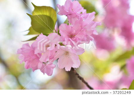 Osaka Mint Cherry blossoms passing by 37201249