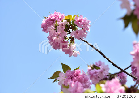 大阪薄荷櫻花路過 37201269