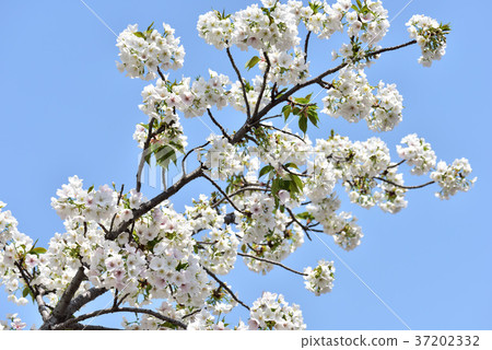 Osaka Mint Cherry blossoms passing by Osaka Mint Cherry blossoms passing by 37202332