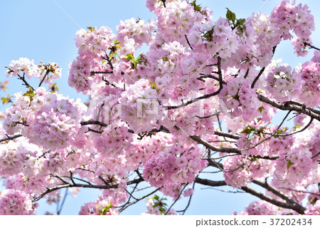 Osaka Mint Cherry blossoms passing by Osaka Mint Cherry blossoms passing by 37202434