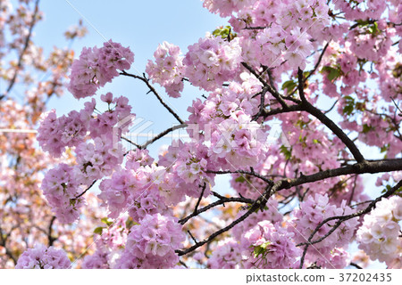 Osaka Mint Cherry blossoms passing by 37202435