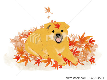 Vector of puppy, a litter of puppies, 2018 011 37203511