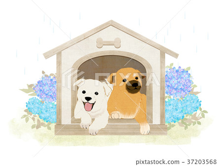 Vector of puppy, a litter of puppies, 2018 007 37203568