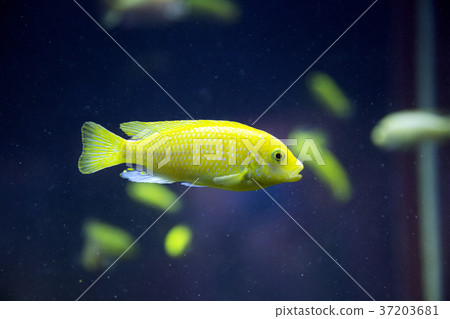 RF photo - various marine life. tropical fish, turtle, jellyfish, stingray, aquarium 159 RF photo - various marine life. tropical fish, turtle, jellyfish, stingray, aquarium 159 37203681