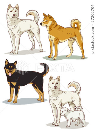 Animals 006 Animals 006 37203704