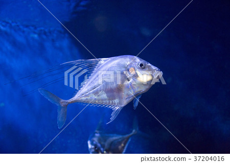 RF photo - various marine life. tropical fish, turtle, jellyfish, stingray, aquarium 023 RF photo - various marine life. tropical fish, turtle, jellyfish, stingray, aquarium 023 37204016