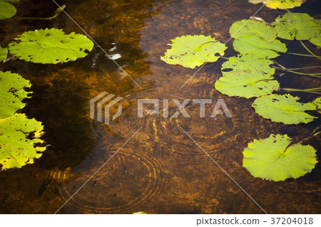 RF photo - Natural scenery. country side in season of Autumn, gardening, flowers, blue sky 170 37204018