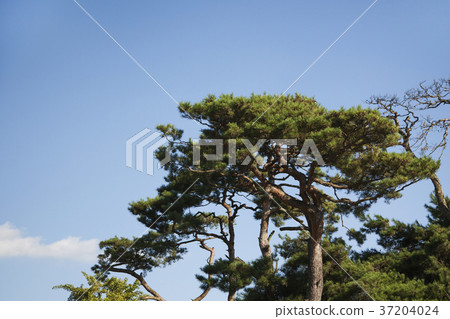 RF photo - Natural scenery. country side in season of Autumn, gardening, flowers, blue sky 172 RF photo - Natural scenery. country side in season of Autumn, gardening, flowers, blue sky 172 37204024