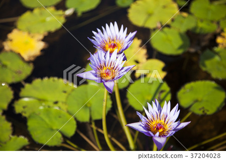 RF photo - Natural scenery. country side in season of Autumn, gardening, flowers, blue sky 167 RF photo - Natural scenery. country side in season of Autumn, gardening, flowers, blue sky 167 37204028
