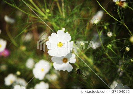 RF photo - Natural scenery. country side in season of Autumn, gardening, flowers, blue sky 163 37204035