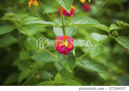RF photo - Natural scenery. country side in season of Autumn, gardening, flowers, blue sky 162 RF photo - Natural scenery. country side in season of Autumn, gardening, flowers, blue sky 162 37204037