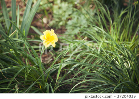 RF photo - Natural scenery. country side in season of Autumn, gardening, flowers, blue sky 161 RF photo - Natural scenery. country side in season of Autumn, gardening, flowers, blue sky 161 37204039