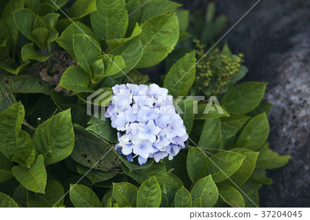 RF photo - Natural scenery. country side in season of Autumn, gardening, flowers, blue sky 158 37204045