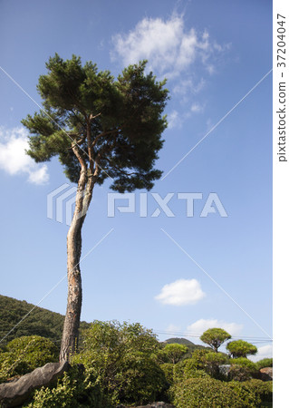 RF photo - Natural scenery. country side in season of Autumn, gardening, flowers, blue sky 157 37204047