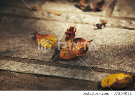 RF photo - Natural scenery. country side in season of Autumn, gardening, flowers, blue sky 155 RF photo - Natural scenery. country side in season of Autumn, gardening, flowers, blue sky 155 37204051