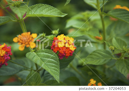 RF photo - Natural scenery. country side in season of Autumn, gardening, flowers, blue sky 154 RF photo - Natural scenery. country side in season of Autumn, gardening, flowers, blue sky 154 37204053