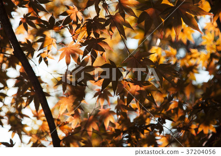RF photo - Natural scenery. country side in season of Autumn, gardening, flowers, blue sky 153 RF photo - Natural scenery. country side in season of Autumn, gardening, flowers, blue sky 153 37204056