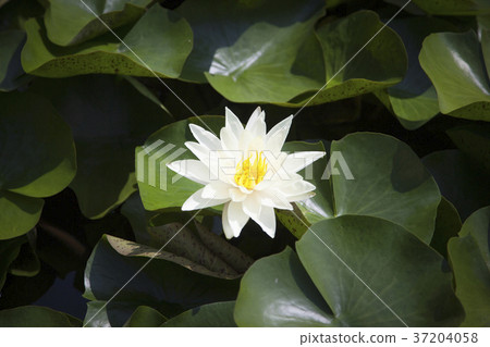 RF photo - Natural scenery. country side in season of Autumn, gardening, flowers, blue sky 151 RF photo - Natural scenery. country side in season of Autumn, gardening, flowers, blue sky 151 37204058