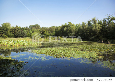 RF photo - Natural scenery. country side in season of Autumn, gardening, flowers, blue sky 148 RF photo - Natural scenery. country side in season of Autumn, gardening, flowers, blue sky 148 37204066