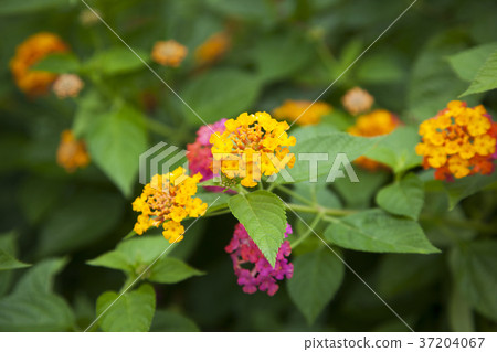 RF photo - Natural scenery. country side in season of Autumn, gardening, flowers, blue sky 147 RF photo - Natural scenery. country side in season of Autumn, gardening, flowers, blue sky 147 37204067
