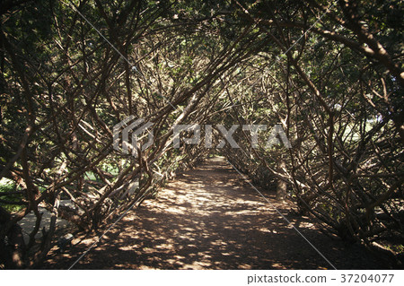 RF photo - Natural scenery. country side in season of Autumn, gardening, flowers, blue sky 142 RF photo - Natural scenery. country side in season of Autumn, gardening, flowers, blue sky 142 37204077