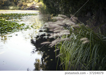 RF photo - Natural scenery. country side in season of Autumn, gardening, flowers, blue sky 138 37204079